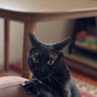ソファの肘掛けに掴まってカメラを見つめる黒猫