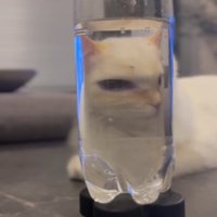 ペットボトル越しに右目が大きく見える猫