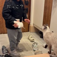 見つめ合う女の子と猫