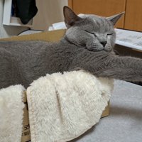 眠っている猫の写真1