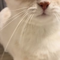 飼い主さんに突進するミヌエット