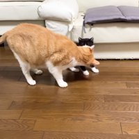 ソファの近くにいる子猫と成猫
