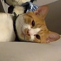 寝そべっている猫
