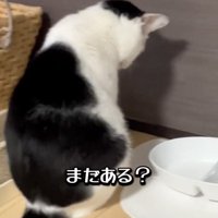 聞いてる猫