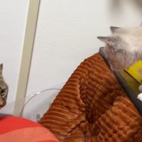 歩いている猫とそれを見ている2匹の子猫