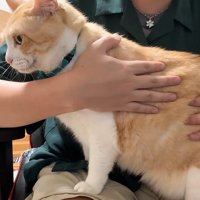 膝の上に乗っている猫