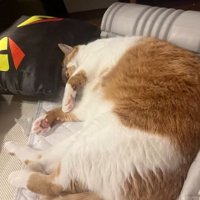 寝ている猫