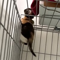 ケージの天井から頭を出す三毛猫の子猫