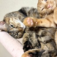 へそ天する麦わら猫に乗るように寝転ぶ茶トラ