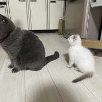 座っている2匹の猫
