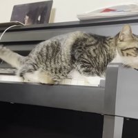 ピアノに座り込む猫