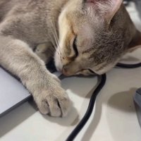 パソコンの上で寝る猫