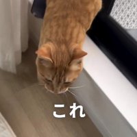 テラスから家に入ってくる猫