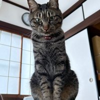 お座りするキジトラ