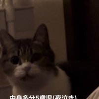 ママの布団の前に座るキジ白猫