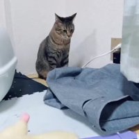 お座りをしてうつむく猫