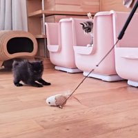 おもちゃを狙う子猫