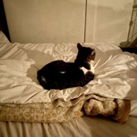 布団に座っている猫