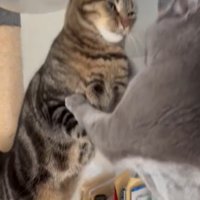 ブリショに飛び掛かるアメショ