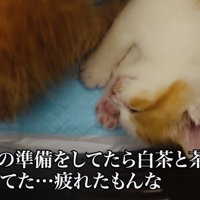 猫用キャリーの中で眠る茶トラ子猫と白茶子猫