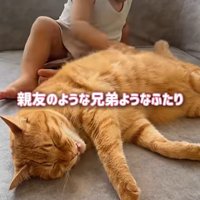 ソファーの上にいる猫と赤ちゃん