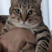 奥様に抱っこされて得意げな表情のキジトラ猫