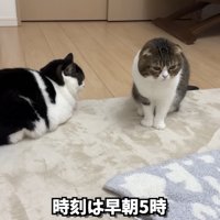 リビングのぽこ太郎くんとうま次郎くん