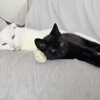 ソファで横になる白猫と黒猫