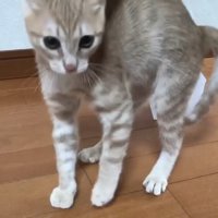 威嚇している猫