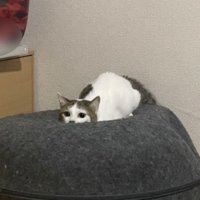 室内にいる猫