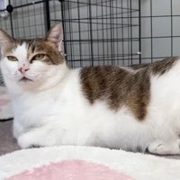 カーペットに伏せする保護猫