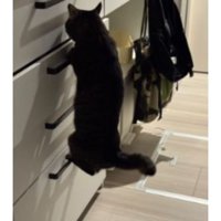 猫と引き出し