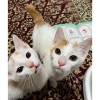 室内にいる猫たち