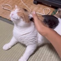 頭をなでられる猫