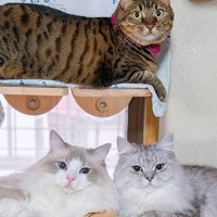 カメラ目線の3匹の猫