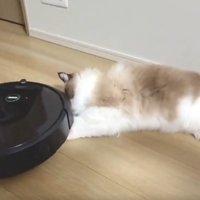 ロボット掃除機と戯れる猫
