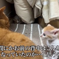 成猫の前に立つ子猫