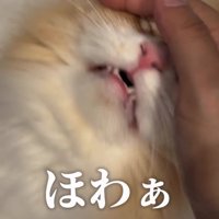 飼い主に撫でられて口をやや開いている猫「ほわぁ」