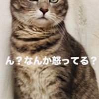 キャットタワーのベッドの上で飼い主を睨むサバトラ猫