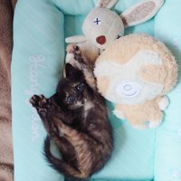 仰向けに寝転ぶ子猫