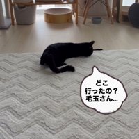 寝そべってカーペットの下を気にする猫