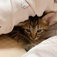 人の腕の中にいる子猫