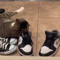 靴に顔を擦り付ける猫