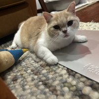 カメラ目線の猫