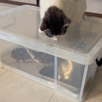 ケースに乗る猫