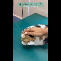 体重は4キロでした