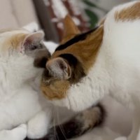 俯く左の猫の顎の下に顔を入れようとする右の猫