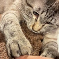 指を手でとらえる猫