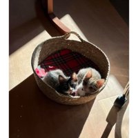 身を寄せ合っている猫たち