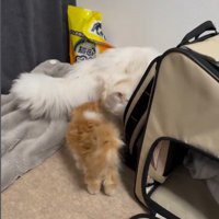 あいさつをしている猫と子猫